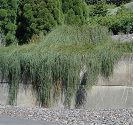 Casuarina glauca 'Cousin It'