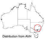 Grevillea jephcottii distribution