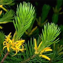 Persoonia chamaepitys (A19232) - click to enlarge