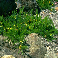 Persoonia chamaepitys (A3124) - click to enlarge