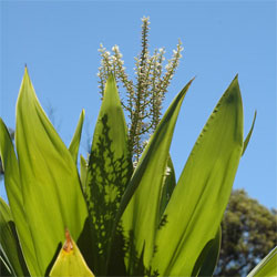 Cordyline obtecta