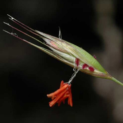 Rytidosperma pallidum, Joycea pallida