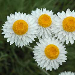 Leucochrysum albicans