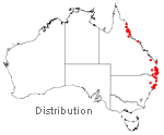 Platycerium superbum distribution