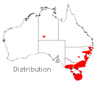 Polystichum proliferum distribution