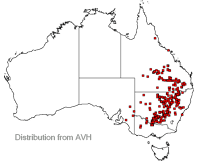 Acacia pendula distribution