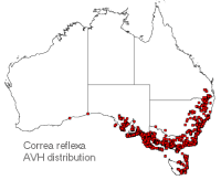 Correa reflexa distribution