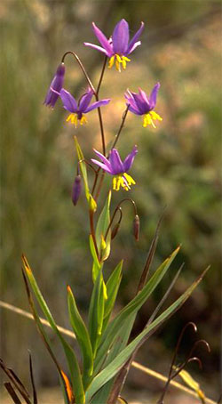 Stypandra glauca