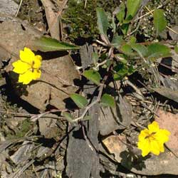 Goodenia hederacea