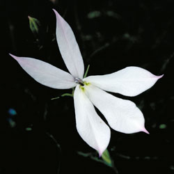 Isotoma anethifolia