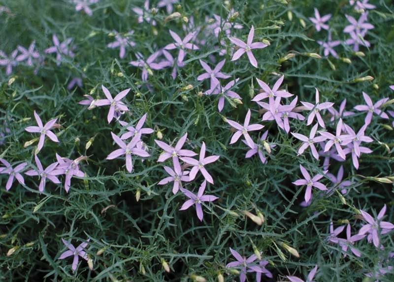 Isotoma axillaris Isotoma axillaris Isotoma anethifolia Growing Native Plants