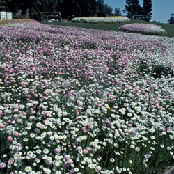 Rhodanthe chlorocephala