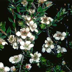 Leptospermum thompsonii