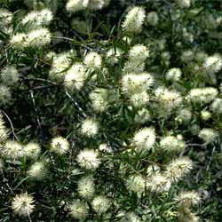 Melaleuca groveana