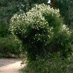 Melaleuca groveana