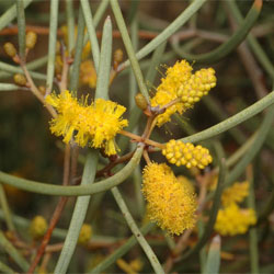 Acacia aneura