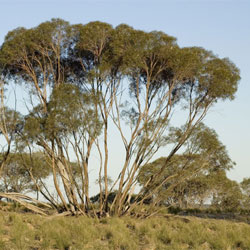 Eucalyptus viridis