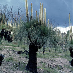 Xanthorrhoea glauca