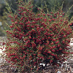 Boronia megastigma