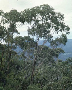 Eucalyptus imlayensis