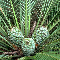 Macrozamia communis 