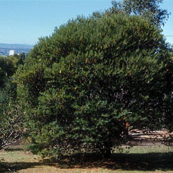 Banksia marginata - click to enlarge