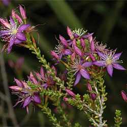 Calytrix leschenaultii