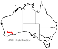 Eremophila racemosa map