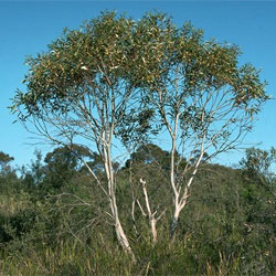 Μαντέψτε τον Χαρακτήρα. - Σελίδα 30 Eucalyptus-gregsoniana-a-16291-250