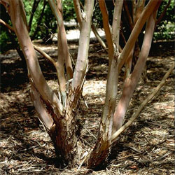 Leptospermum brachyandrum