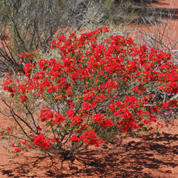 Habit photograph of Pileanthus vernicosus