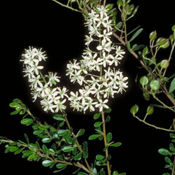 Bursaria spinosa subsp. spinosa