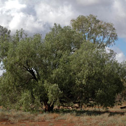 Geijera parviflora growth habit