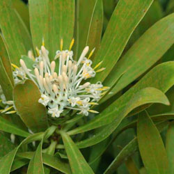 Isopogon fletcheri inflorescence