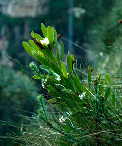 Isopogon fletcheri growth habit