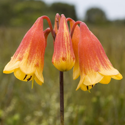 Blandfordia grandiflora APII dig 3162