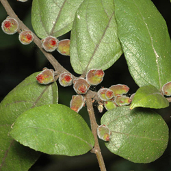 Zeal hjem Allieret Ficus coronata - Growing Native Plants