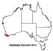 Gastrolobium sericeum distribution