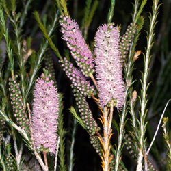 Melaleuca hamulosta MF-slide