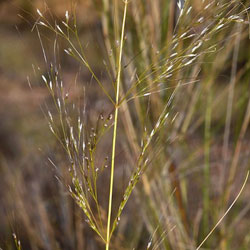Austrostipa ramosissima - Growing Native Plants