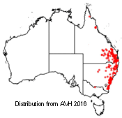 Austrostipa ramosissima distribution