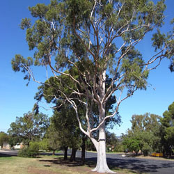 Corymbia citriodora APII dig 15025