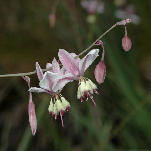 Arthropodium milleflorum APII dig 14418