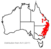 Cassinia quinquefaria distribution