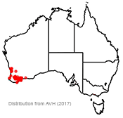 Gastrolobium celsianum distribution