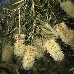 Callistemon sieberi APII dig 8882