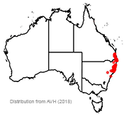 Lepidozamia peroffskyana distribution