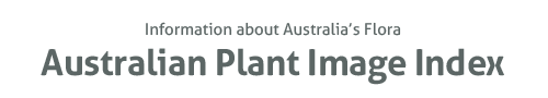 Australian Plant Image Index