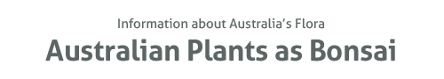 Australian Plants as Bonsaii - information about Australia's flora