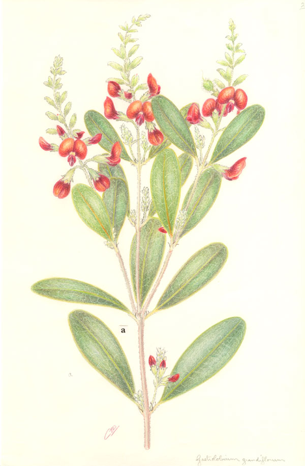 Illustrations Of Flora Australian Plant Information